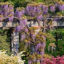 Wisteria Amethyst Falls 1pc U S D A Hardiness Zones 5 9 National Plant Network 2 5qt Plants Wisteria Amethyst Falls Wisteria