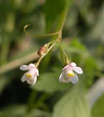 Image result for Cardiospermum halicacabum