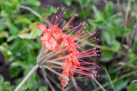 Image result for Buchnera capitata