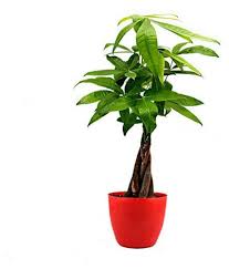 On the other hand, if you have watered it too much, the leaves will yellow. Pachira Money Tree Bonsai Spiral Trunk Shape For Indoor Plant Rs 400 Piece Id 21896310362