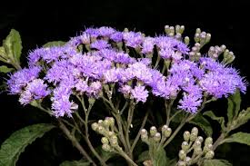 Image result for Vernonia brachycalyx