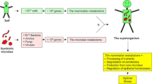 What are 5 examples of homeostasis. A New Vision Of Immunity Homeostasis Of The Superorganism Mucosal Immunology