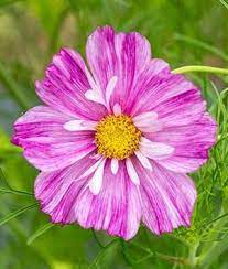 Cosmos Rosetta Burpee Cosmos Flowers Amazing Flowers Purple Garden