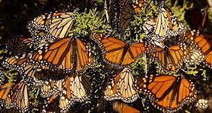 Las Mariposas Monarca Regresan A Mexico National Geographic En Espanol