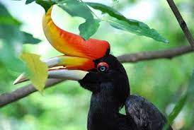 موسوعة الصور الأكثر وضوحا طائر أبو منقار من أغرب الطيور birds pictures rhinoceros hornbill bird