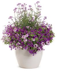 Image result for Lobelia fervens