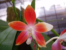 Image result for Kotschya speciosa