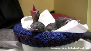 Earth day is a great day to contemplate how you can help save our birds. Knitters Answer A Call For Nests To Save Baby Birds Good News Network