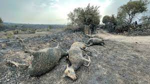 Italian firefighters say raging forest fires in central sardinia have forced the evacuation of 900 people as flames threaten some. Yiui1bwq2skszm