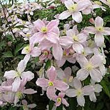 We did not find results for: Shop Clematis Montana Mayleen Online Plant New Day