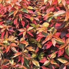Image result for Acalypha manniana