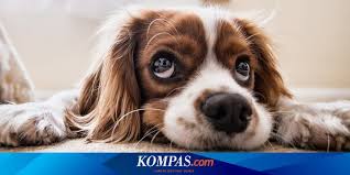 Mimpi tentang anjing dapat saling berbeda dengan maknanya sesuai kejadian atau kode alam anjing yang mengiringinya, seperti mimpi jualan anjing tentu saja berlainan dengan angka arti mimpi di. Tanda Anjing Sedang Ngambek Padamu Halaman All Kompas Com