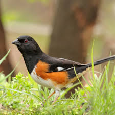 Below is a list of orange coloured birds, where the colour orange is the more prominent colour of its plumage. Orange Black Minnesota Birds All Seasons Wild Bird Store