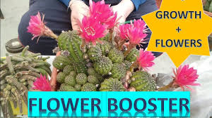 When the rotting occurs near the tip of the plant or in the middle. How To Send Cactus By Post Instructions For Cactus Receiver Sending Cactus Youtube