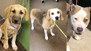 Find and adopt a pet on petfinder today. Free Dog Adoption Event In Norman