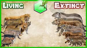A bike too small or too big will place extra stress on. Big Cats Size Comparison Living Extinct Youtube