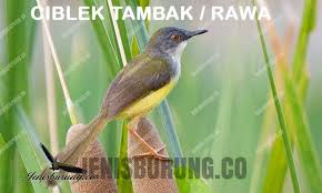 More images for burung prenjak putih » Jenis Burung Ciblek Lengkap Dan Ciri Ciri Burung Ciblek Pinhome