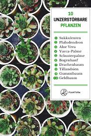 Die 10 Kaum Zu Totenden Pflanzen Plantura Pflanzen Plastikblumen Pflanzideen