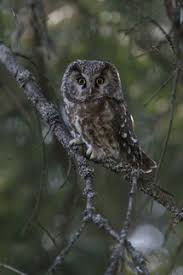 Since then, they have failed to beat the scandinavians in their last seven. The Boreal Or Tengmalm S Owl Chapter 2 The Boreal Owl