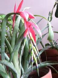 Get watering, fertilizing, sunlight and more bromeliad plant care tips. Bilbergia Queens Tears