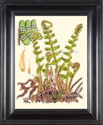 Botanical Fern Art Print 16 Antique Beautiful Green Fern Etsy Botanical Flowers Print Flower Prints Art Fern Prints
