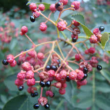 Image result for Oxyanthus zanguebaricus