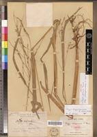 Image result for Oryza longistaminata
