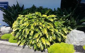 Philodendron xanadu plants are considered poisonous and should be kept away from pets and children. Philodendron Xanadu Grow And Care Tips Philodendron Plant