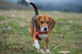 Beagle Breed Information