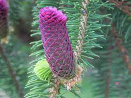 Needles have excellent rich green color. Pin On Trees