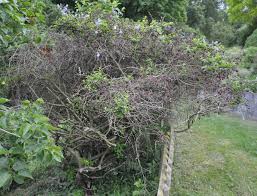 Check spelling or type a new query. Identification Of This Branched Bush With Tiny Blue Flowers Gardening Landscaping Stack Exchange