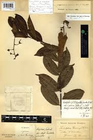 Image result for Ancylobothrys scandens