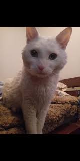 Winnipeg Humane Society Adopted And Foster Alumni