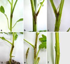 Image result for tomato seedling xanthomonas vesicatoria
