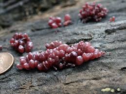 Image result for Cussonia arenicola