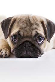 Cute Pug Puppies Cutest Pug Puppies Pug Puppies Cute Pug Puppies Cute Pugs