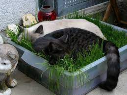 How To Make An Indoor Grass Lounge For Your Cat Cat Diy Cats Cat Grass