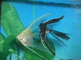 Due to the small size of the betta fish, there are several methods that you can use to induce euthanasia for your sick betta fish. How To Humanely Euthanize Your Fish Ratemyfishtank Com
