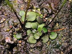 Image result for Genlisea africana