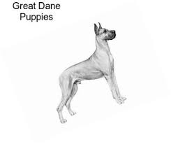 I have a true passion for great danes and to better the breed. Guard Dogs Great Dane For Sale In Louisiana Agriseek Com