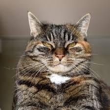 Prof Dr Mean Cat Profdrmeancat Twitter