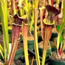 Image result for Melhania prostrata