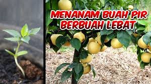 Cara menanam buah mangga di dalam pot. 4 Cara Praktis Menanam Buah Pir Di Pot Youtube