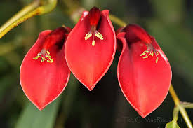 Image result for Erythrina crista-galli