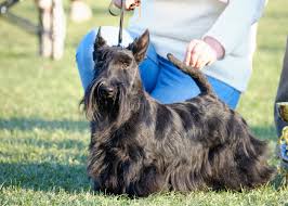 Image result for skotský teriér