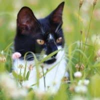 Digital journal is a digital media news network with thousands of digital journalists in 200 countries around the world. Board Certified Pet Allergy Specialists Animal Allergy And Ear Clinic