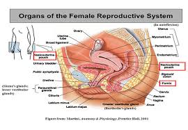 Enlarged prostate, also known as benign prostatic hyperplasia (bph), is a disorder that generally affects men 50 years of age and. Prostate Massage Jidapha Spa