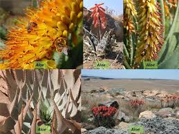 Image result for Asphodelaceae