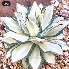 Cactus jungle's plant encyclopedia this is not an availability. 185 Curtidas 4 Comentarios Cactus Dekor No Instagram Ø´Ù…Ø§ Ù‡ÛŒÚ†ÙˆÙ‚Øª Ù†Ù…ÛŒØªÙˆÙ†ÛŒ Ø¯ÙˆØ³Øª Ø¯Ø§Ø´ØªÙ†ØªÙˆ Ø¨Ù‡ Ø§ÙˆÙ† Ú©Ù‡ Ø®ÙˆØ¯Ø´Ùˆ Ø²Ø¯Ù‡ Agave Plant Desert Plants Cacti And Succulents