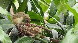 Baby Bird Hatching Egg Stock Video Footage 4k And Hd Video Clips Shutterstock
